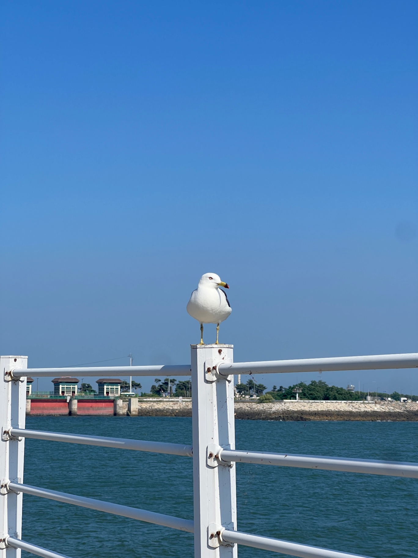 IMG_4991.jpeg