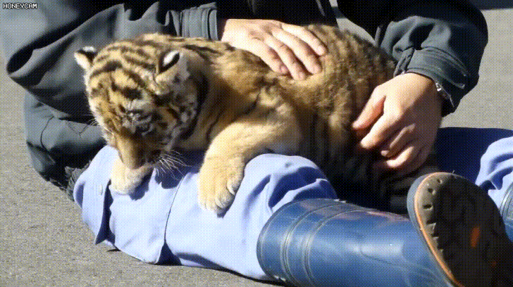 166383a91b01e3903.gif