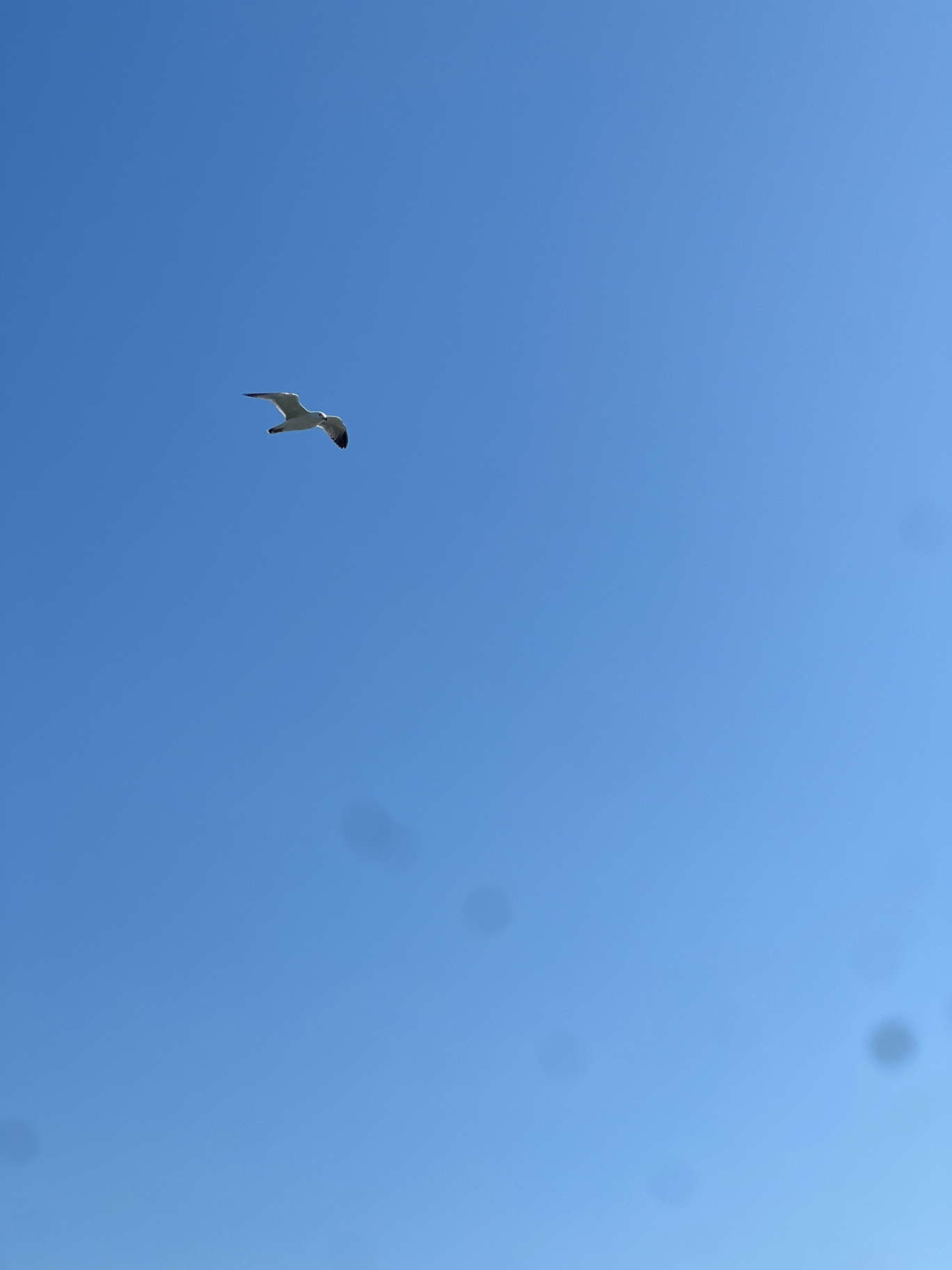 IMG_4986.jpeg