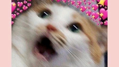 81cbdd0067.png