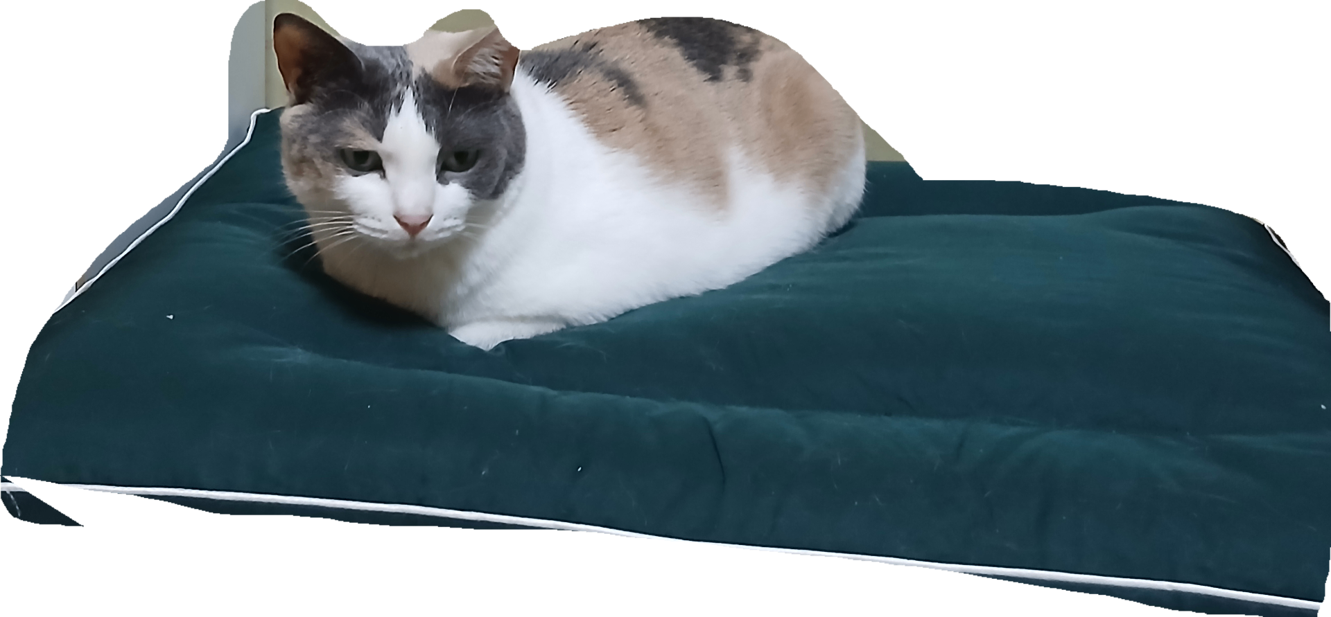 1000007026.png