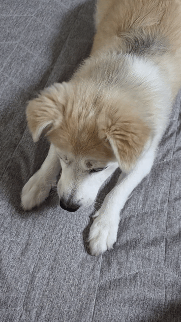 20260823_170159(1).gif